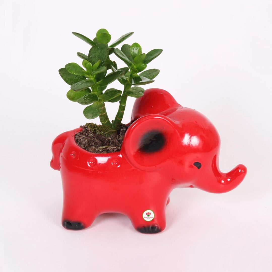 planta-de-jade-en-elefantito