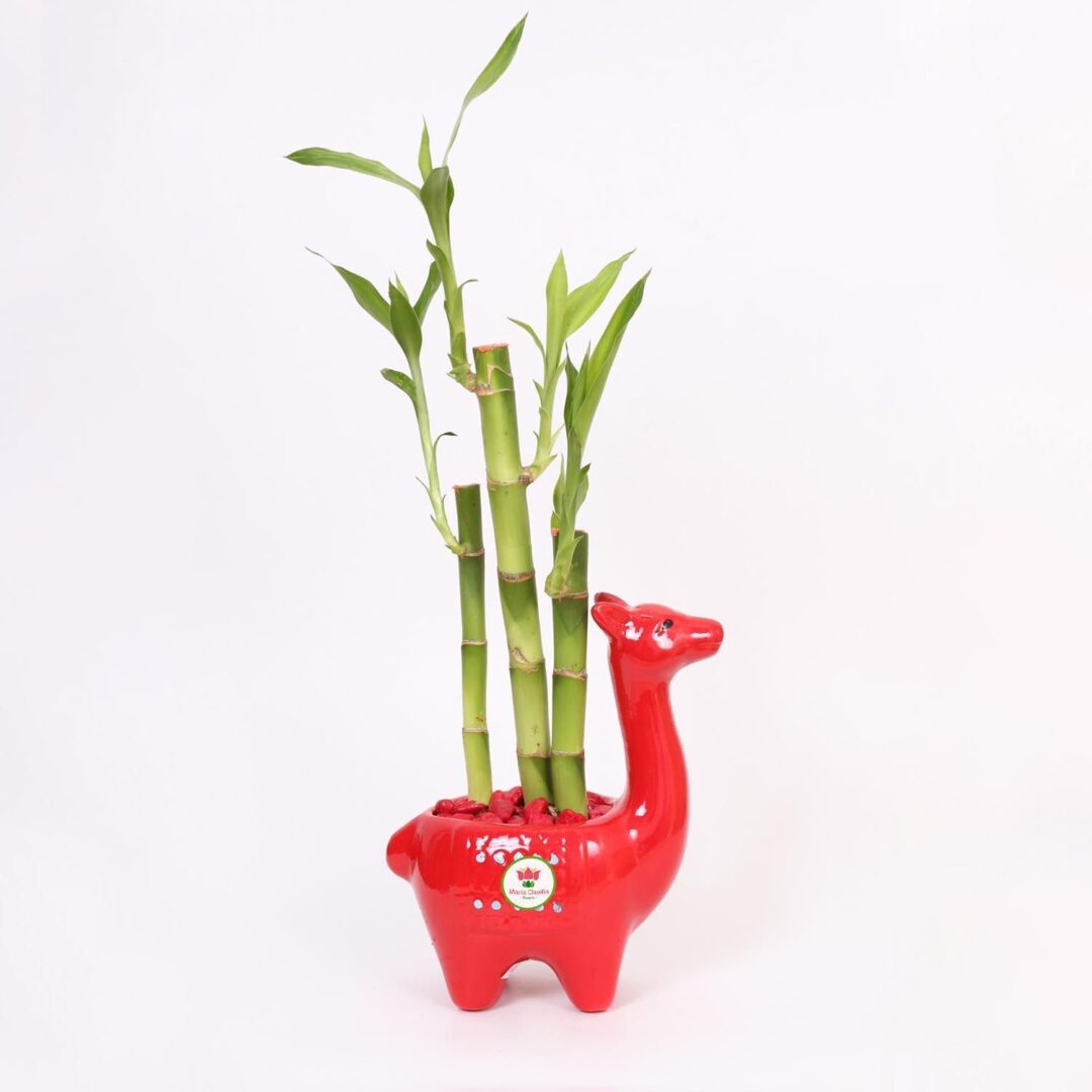 planta-llamita-con-bambu