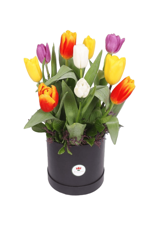 box-siempre-tulipanes