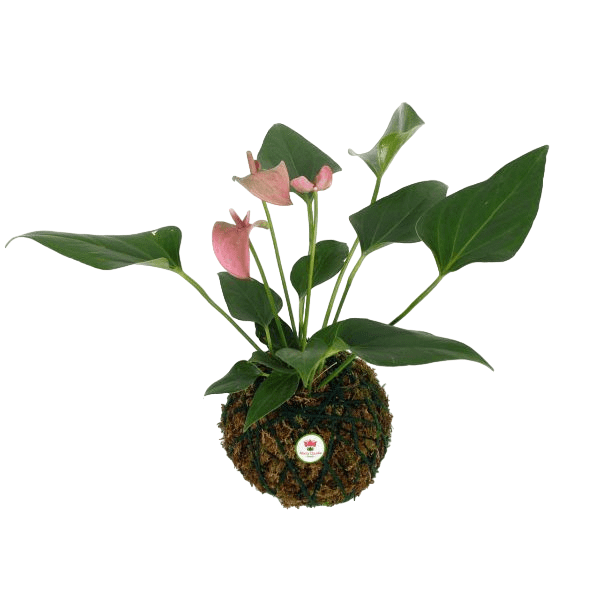 planta-kokedama-de-anturio