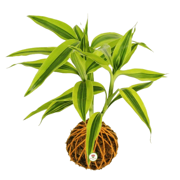 planta-kokedama-de-bambu