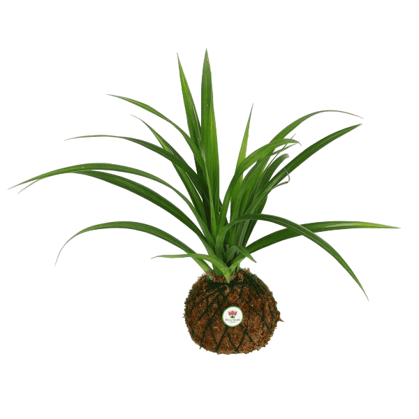 planta-kokedama-de-vandano
