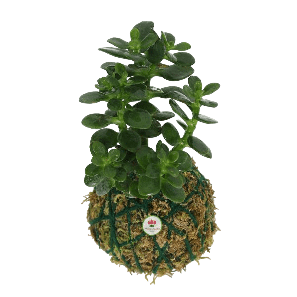 planta-kokedama-de-planta-de-jade
