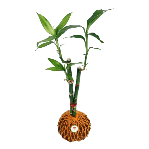 planta-kokedama-de-brotes-de-bambu