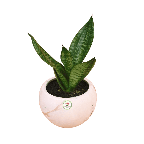 planta-dracaena